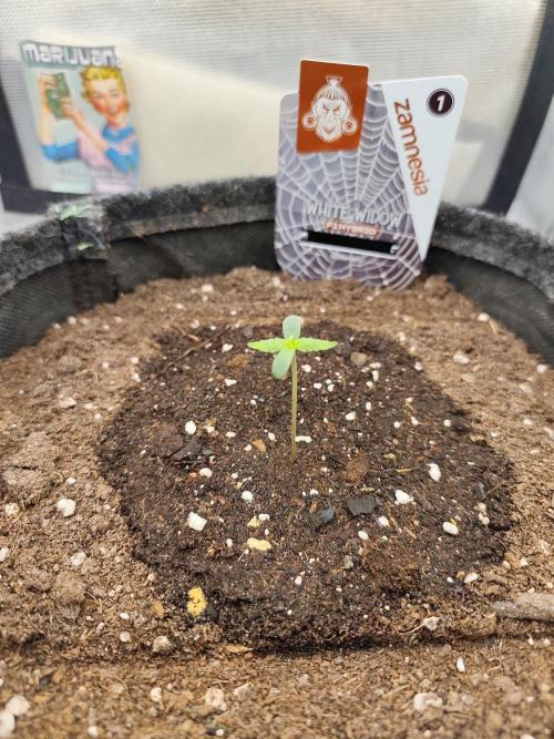 White Widow F1 Auto. Week 1 - Tag 4 - 6 cm