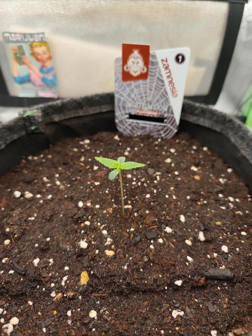 White Widow F1 Auto. Week 1 - Tag 5 - 6 cm