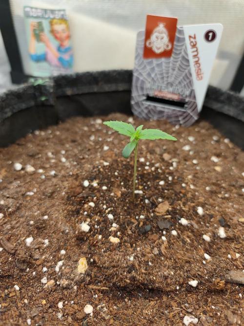 White Widow F1 Auto. Week 1 - Tag 6 - 6 cm