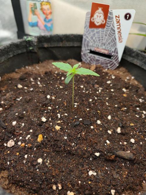 White Widow F1 Auto. Week 1 - Tag 7- 6 cm