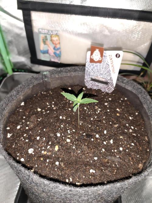 White Widow F1 Auto. Week 2 - Tag 8 - 7 cm