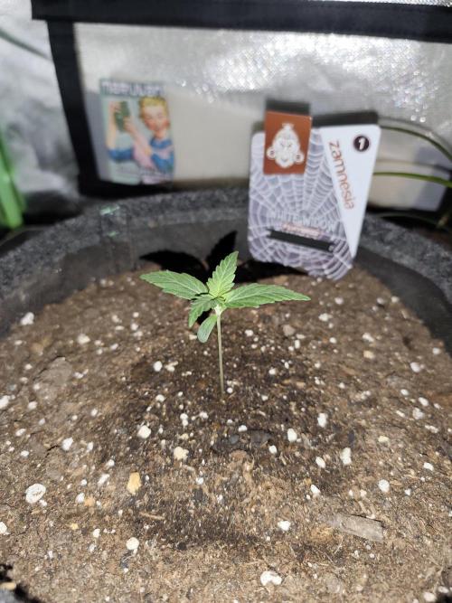 White Widow F1 Auto. Week 2 - Tag 9 - 7 cm