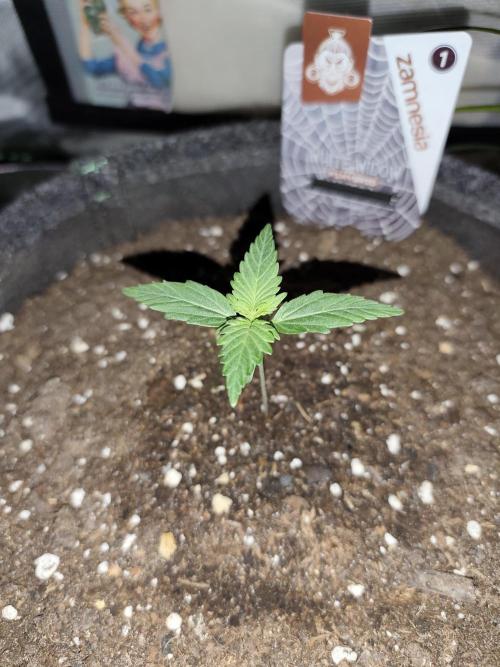 White Widow F1 Auto. Week 2 - Tag 10 - 7 cm