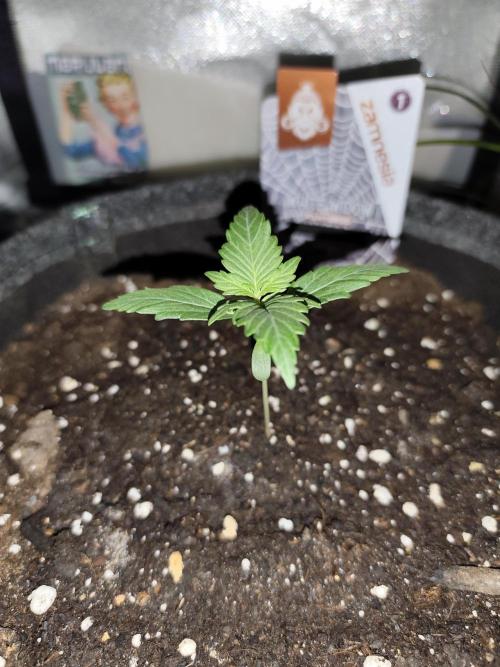 White Widow F1 Auto. Week 2 - Tag 11- 7 cm 