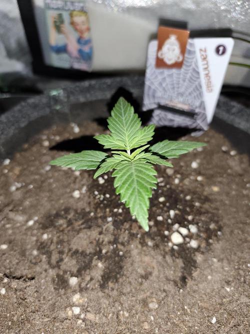 White Widow F1 Auto. Week 2 - Tag 12 - 8 cm