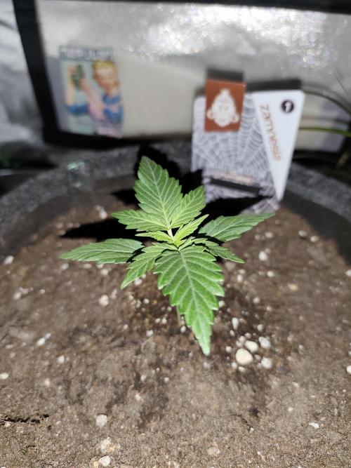White Widow F1 Auto. Week 2 - Tag 13 - 8 cm