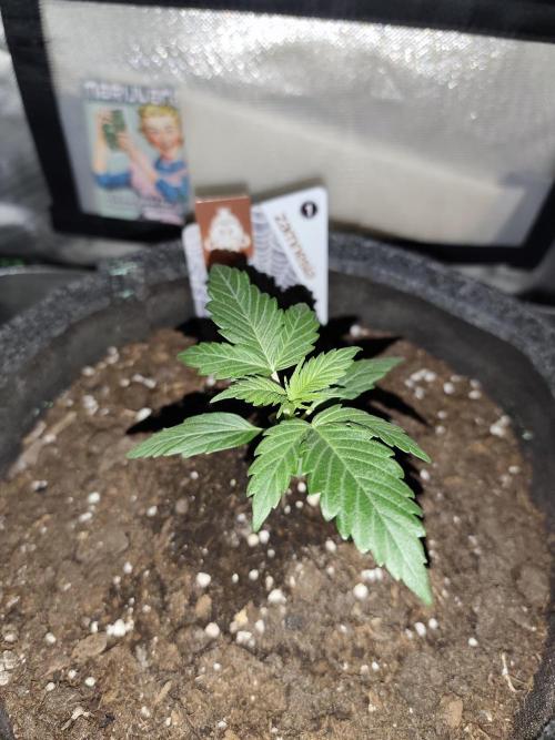 White Widow F1 Auto. Week 2 - Tag 14 - 9 cm