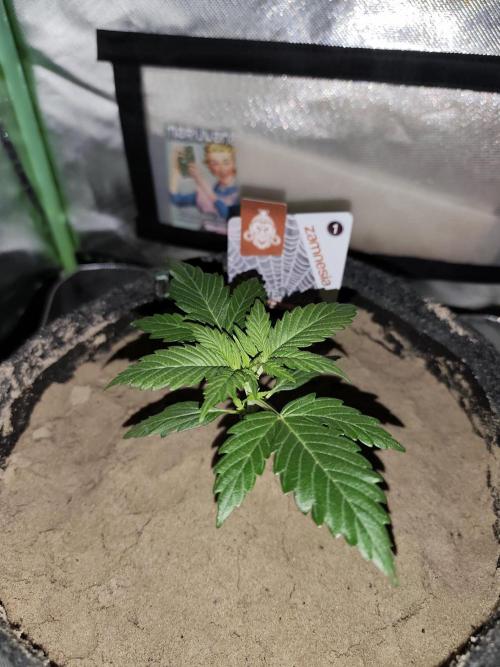 White Widow F1 Auto. Week 3 - Tag 16 - 10 cm