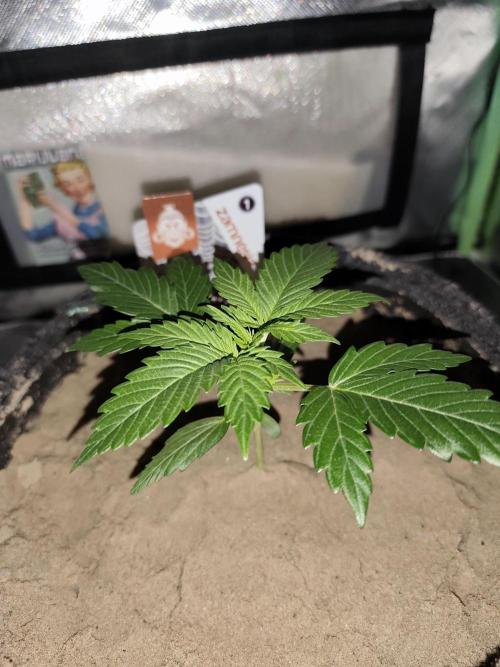 White Widow F1 Auto. Week 3 - Tag 17 - 12 cm