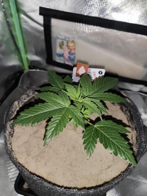 White Widow F1 Auto. Week 3 - Tag 19 - 13 cm