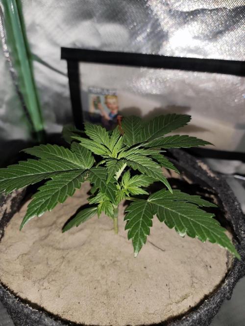 White Widow F1 Auto. Week 3 - Tag 20 - 14 cm