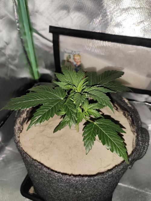 White Widow F1 Auto. Week 3 - Tag 21 - 16 cm