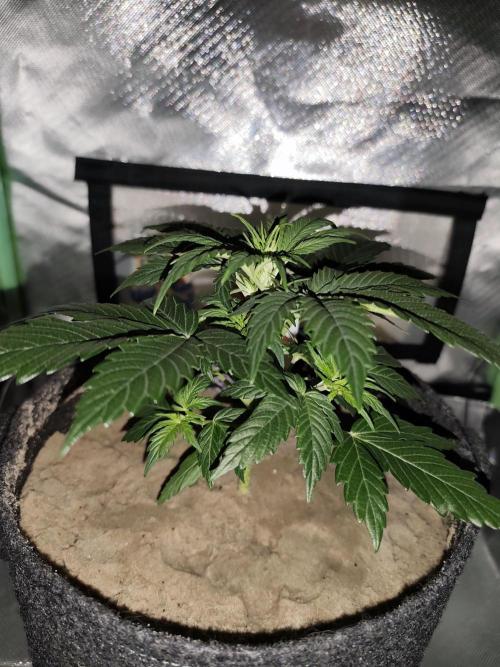 White Widow F1 Auto. Week 4 - Tag 24 - 18 cm