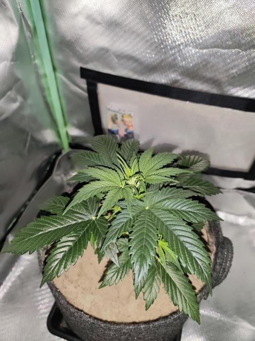 White Widow F1 Auto. Week 4 - Tag 25 - 19 cm