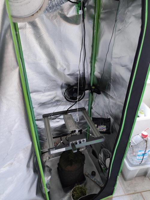 White Widow F1 Auto. Week 4 - Co² Bag Position