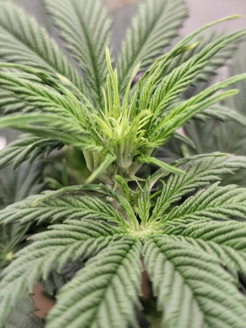 White Widow F1 Auto. Week 5 - Anfang Blüte