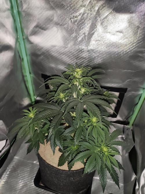 White Widow F1 Auto. Week 5 - Tag 35 - 35 cm 