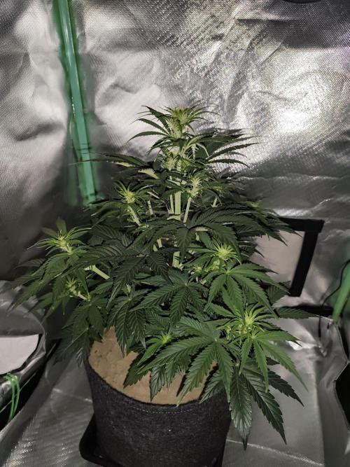 White Widow F1 Auto. Week 6 - Tag 37 - 39 cm