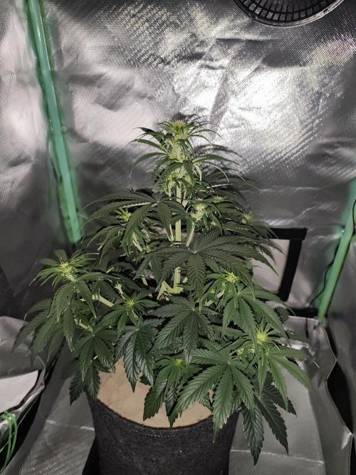White Widow F1 Auto. Week 6 - Tag 38 - 41 cm