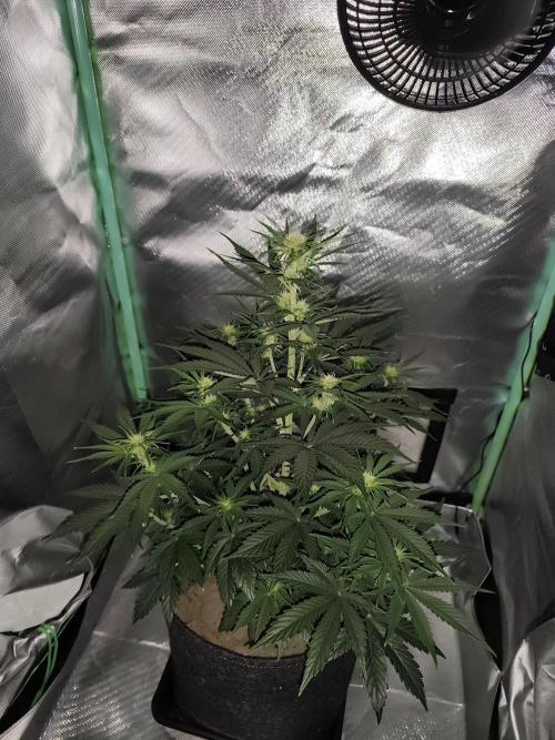 White Widow F1 Auto. Week 6 - Tag 40 - 46 cm