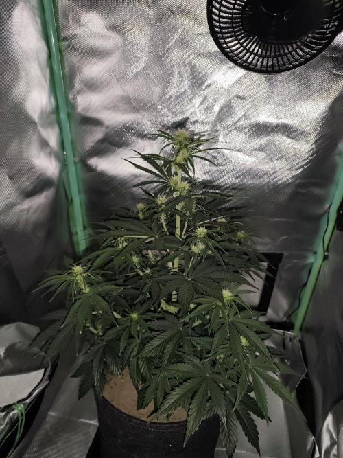 White Widow F1 Auto. Week 6 - Tag 41 - 46 cm