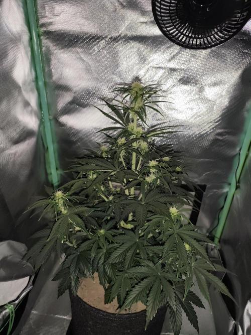 White Widow F1 Auto. Week 6 - Tag 42 - 47 cm 
