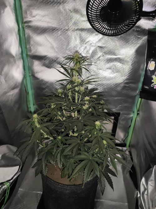 White Widow F1 Auto. Week 7 - Tag 43 - 48 cm 