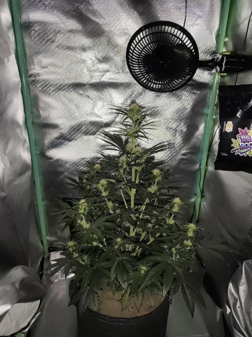 White Widow F1 Auto. Week 7 - Tag 44 - 51 cm