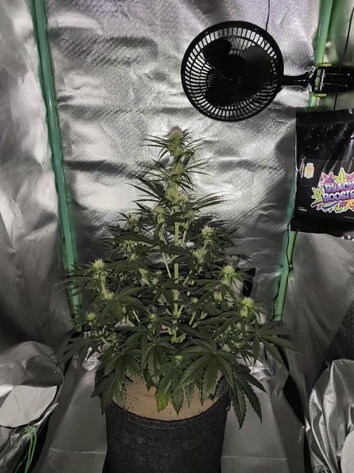 White Widow F1 Auto. Week 7 - Tag 45 - 52 cm 