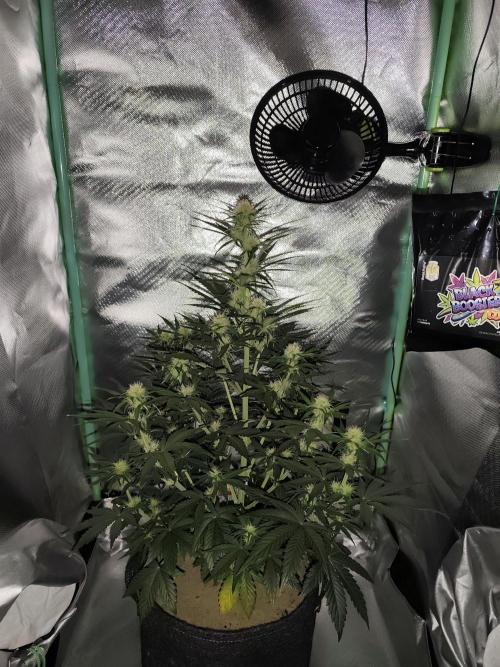 White Widow F1 Auto. Week 7 - Tag 47 - 54 cm 