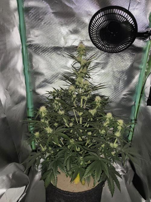 White Widow F1 Auto. Week 7 - Tag 49 - 55 cm