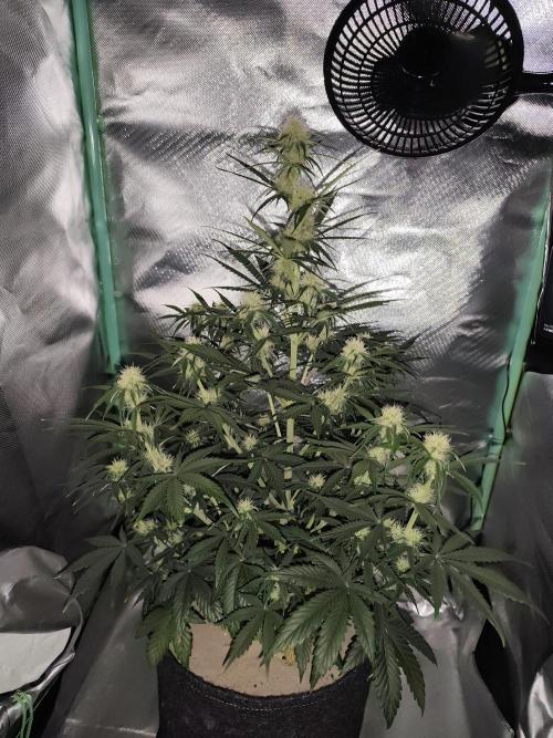 White Widow F1 Auto. Week 8 - Tag 50 - 55 cm 
