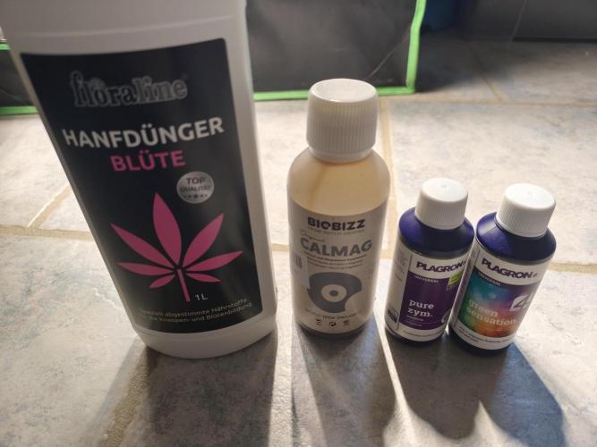 White Widow F1 Auto. Week 8 - Tag 51 Dünger 