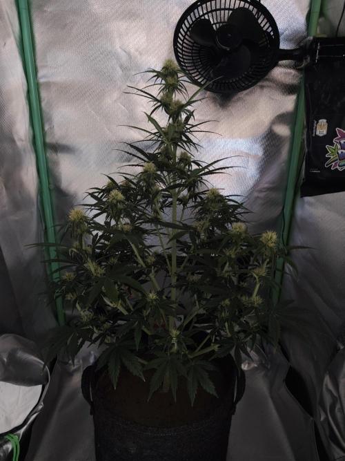 White Widow F1 Auto. Week 8 - Tag 51 - 56 cm 