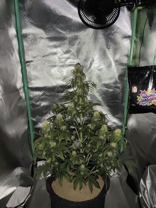 White Widow F1 Auto. Week 8 - Tag 52 - 56 cm 