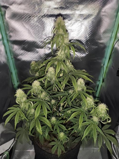 White Widow F1 Auto. Week 8 - Tag 53 - 56 cm 