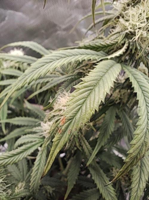 White Widow F1 Auto. Week 8 - Tag 53 - Probleme 