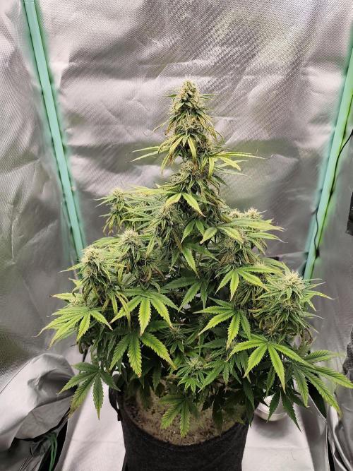 White Widow F1 Auto. Week 9 - Tag 57 - 57 cm
