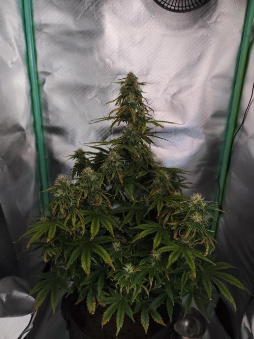 White Widow F1 Auto. Week 9 - Tag 58 - 58 cm