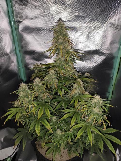 White Widow F1 Auto. Week 9 - Tag 59 - 58 cm