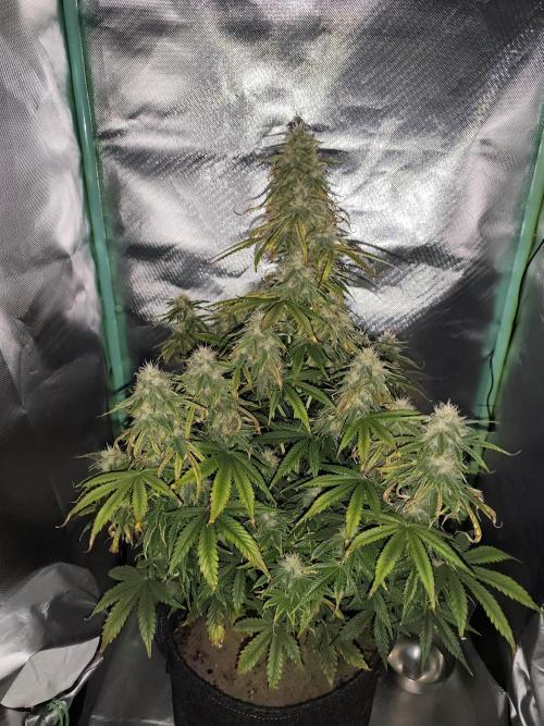 White Widow F1 Auto. Week 9 - Tag 60 - 58 cm 