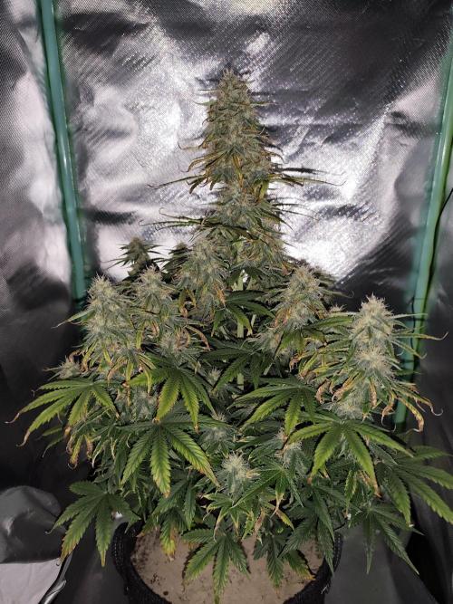 White Widow F1 Auto. Week 9 - Tag 62 - 58 cm