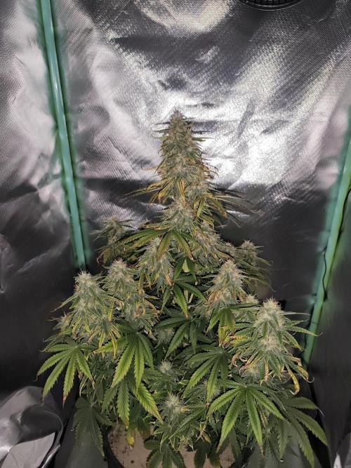 White Widow F1 Auto. Week 9 - Tag 63 - 58 cm