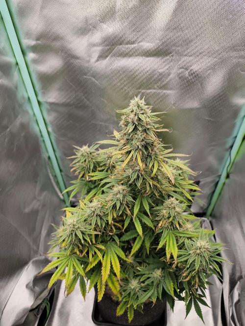 White Widow F1 Auto. Week 10 - Tag 64 - 59 cm