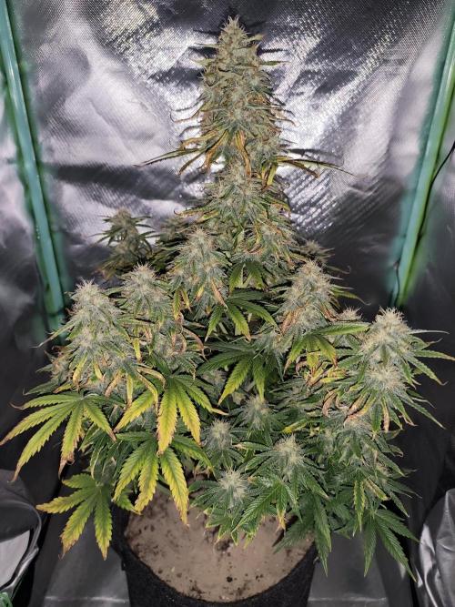 White Widow F1 Auto. Week 10 - Tag 65 - 59 cm 