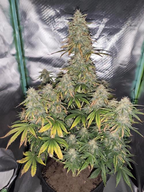 White Widow F1 Auto. Week 10 - Tag 66 - 59 cm