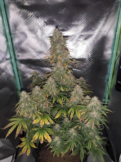 White Widow F1 Auto. Week 10 - Tag 67 - 59 cm