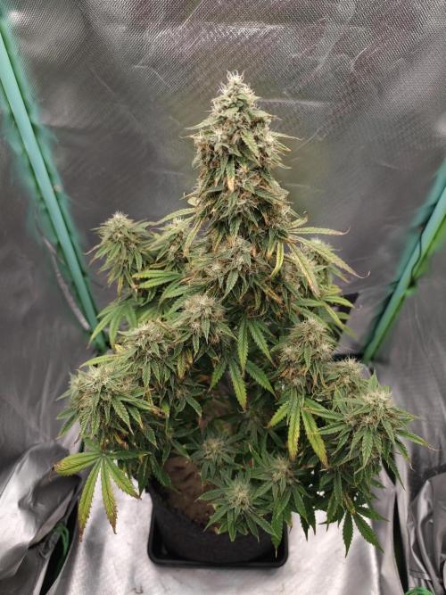 White Widow F1 Auto. Week 11 - Tag 71 - 60 cm 