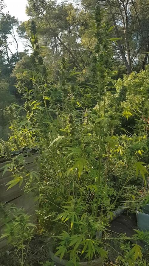 Spring Calivorno 2025