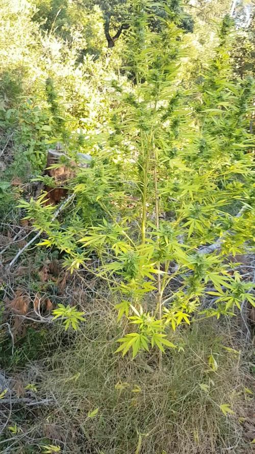 Spring Calivorno 2025